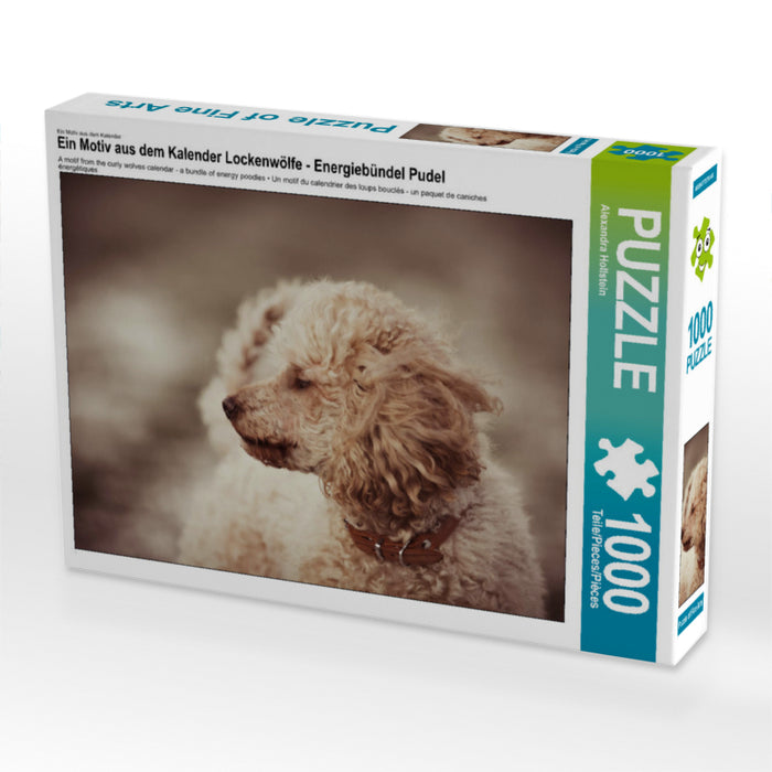 Ein Motiv aus dem Kalender Lockenwölfe - Energiebündel Pudel 1000 Teile Puzzle quer - CALVENDO Foto-Puzzle'