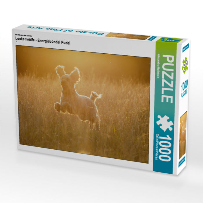 Ein Motiv aus dem Kalender Lockenwölfe - Energiebündel Pudel 1000 Teile Puzzle quer - CALVENDO Foto-Puzzle'