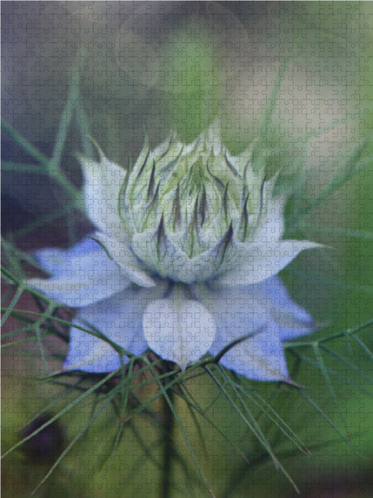 Die aparte Jungfer im Grünen (Nigella) 1000 Teile Puzzle hoch - CALVENDO Foto-Puzzle'