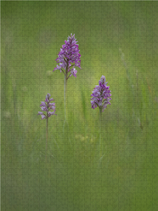 Orchidée casque - Puzzle photo CALVENDO 