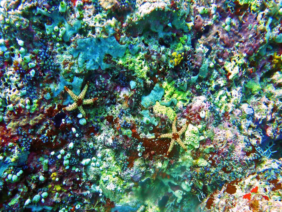 Seesterne, Bathala, Malediven - CALVENDO Foto-Puzzle'