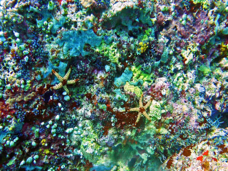 Seesterne, Bathala, Malediven - CALVENDO Foto-Puzzle'