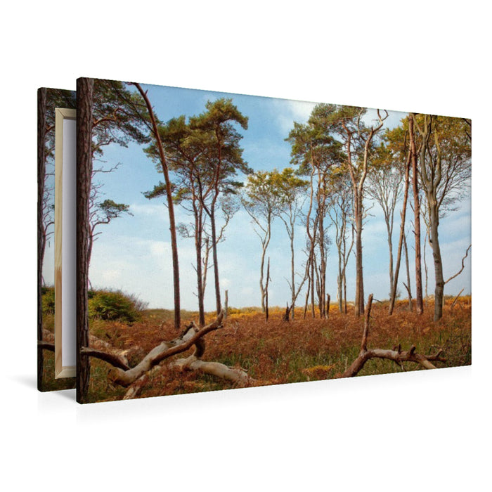 Premium Textil-Leinwand Bäume am Weststrand