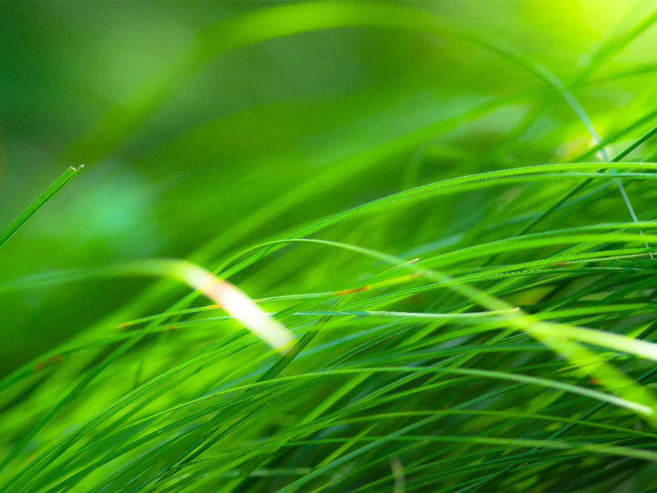 Ein Motiv aus dem Kalender Die Natur so nah 1000 Teile Puzzle quer - CALVENDO Foto-Puzzle'