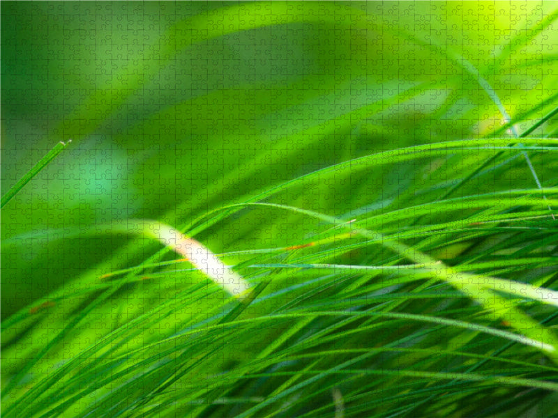 Ein Motiv aus dem Kalender Die Natur so nah 1000 Teile Puzzle quer - CALVENDO Foto-Puzzle'