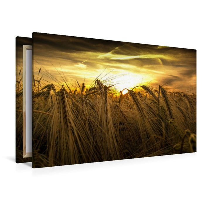 Premium Textil-Leinwand Kornfeld am Abend