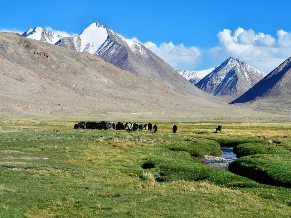 Sommerweide, Uch Kol, Wakhan Korridor, Tadschikistan 1000 Teile Puzzle quer - CALVENDO Foto-Puzzle'