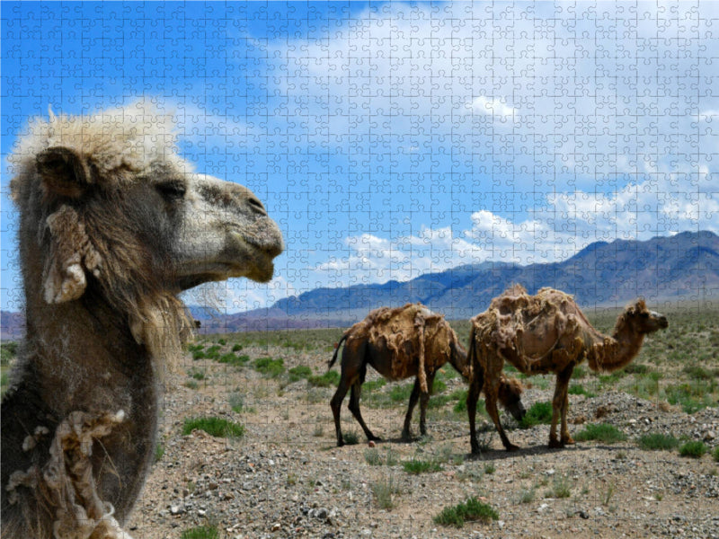 Kamele, Kotschkor, Kirgisistan 1000 Teile Puzzle quer - CALVENDO Foto-Puzzle'