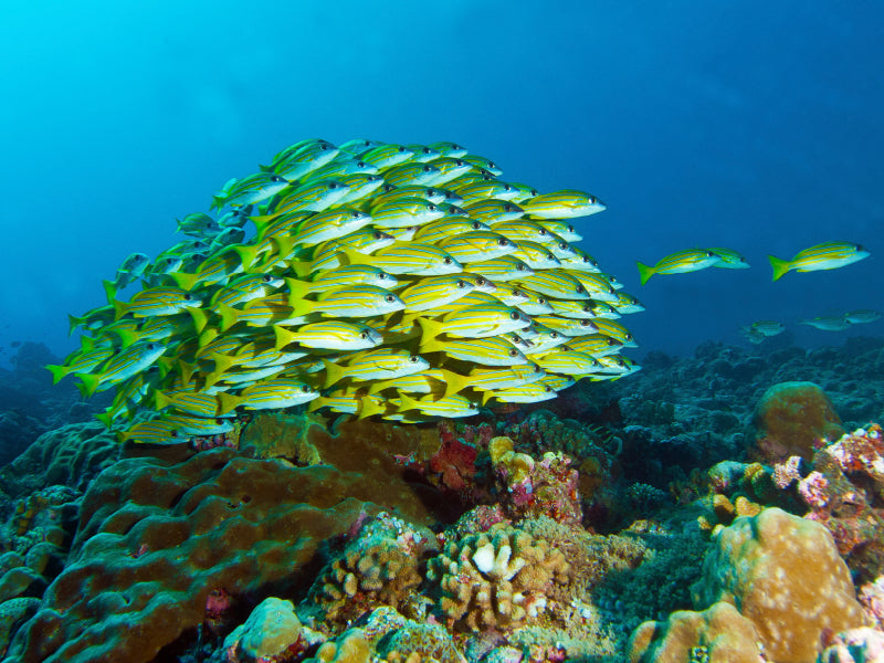 Fischschwärme sind immer imposant! 1000 Teile Puzzle quer - CALVENDO Foto-Puzzle'
