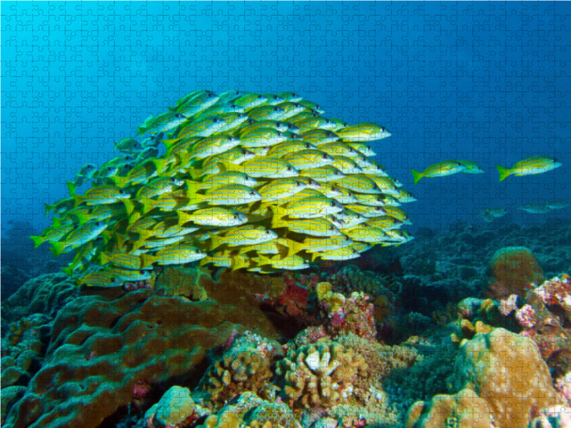 Fischschwärme sind immer imposant! 1000 Teile Puzzle quer - CALVENDO Foto-Puzzle'