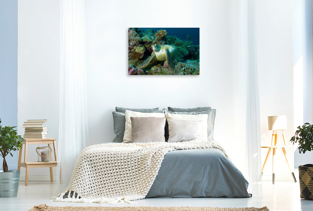 Toile textile premium Toile textile premium 120 cm x 80 cm paysage Photographie sous-marine d'une tortue de mer dans un récif corallien au large des Palaos 