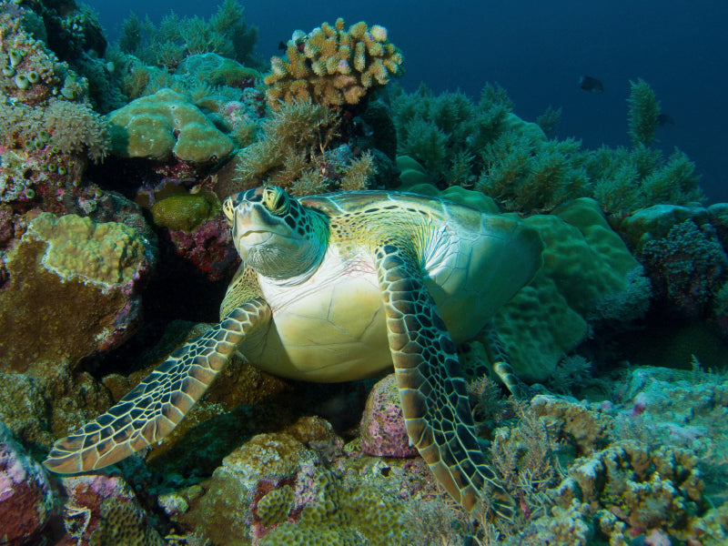 Unterwasserfotografie einer Meeresschildkröte in einem Korallenriff vor Palau 1000 Teile Puzzle quer - CALVENDO Foto-Puzzle'