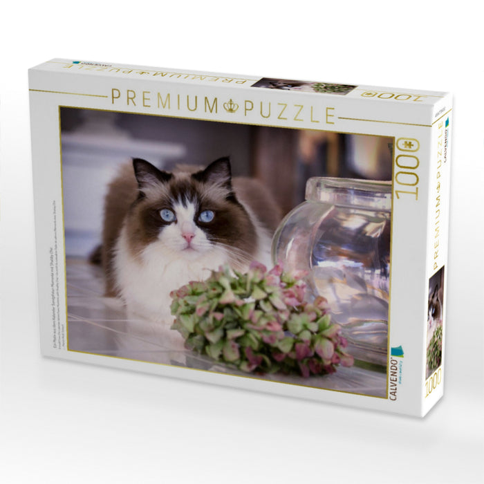 Ein Motiv aus dem Kalender Samtpfoten Momente mit Shabby Chic & Vintage Flair - CALVENDO Foto-Puzzle'