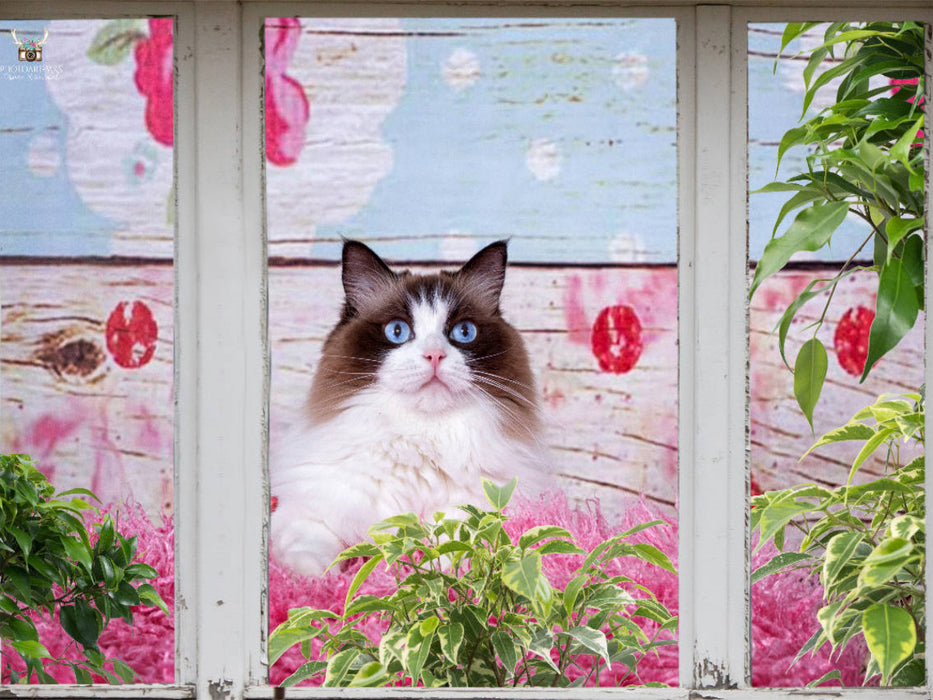Ein Motiv aus dem Kalender Samtpfoten Momente mit Shabby Chic & Vintage Flair 1000 Teile Puzzle quer - CALVENDO Foto-Puzzle'