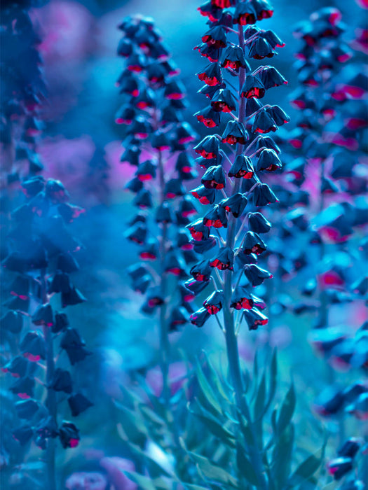Traum in Blau - CALVENDO Foto-Puzzle'