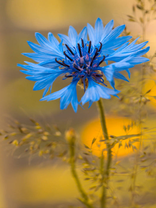 Blaue Kornblume - CALVENDO Foto-Puzzle'