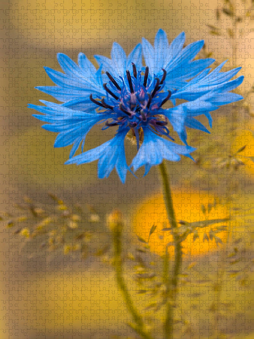 Blaue Kornblume - CALVENDO Foto-Puzzle'