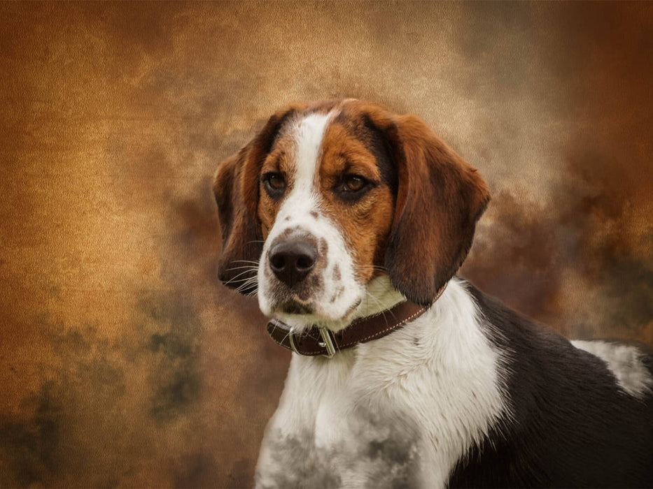 Englischer Beagle 1000 Teile Puzzle quer - CALVENDO Foto-Puzzle'