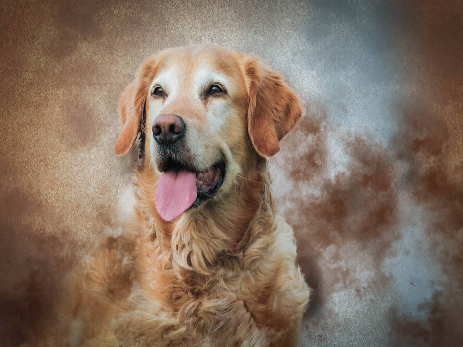 Golden Retriever 1000 Teile Puzzle quer - CALVENDO Foto-Puzzle'