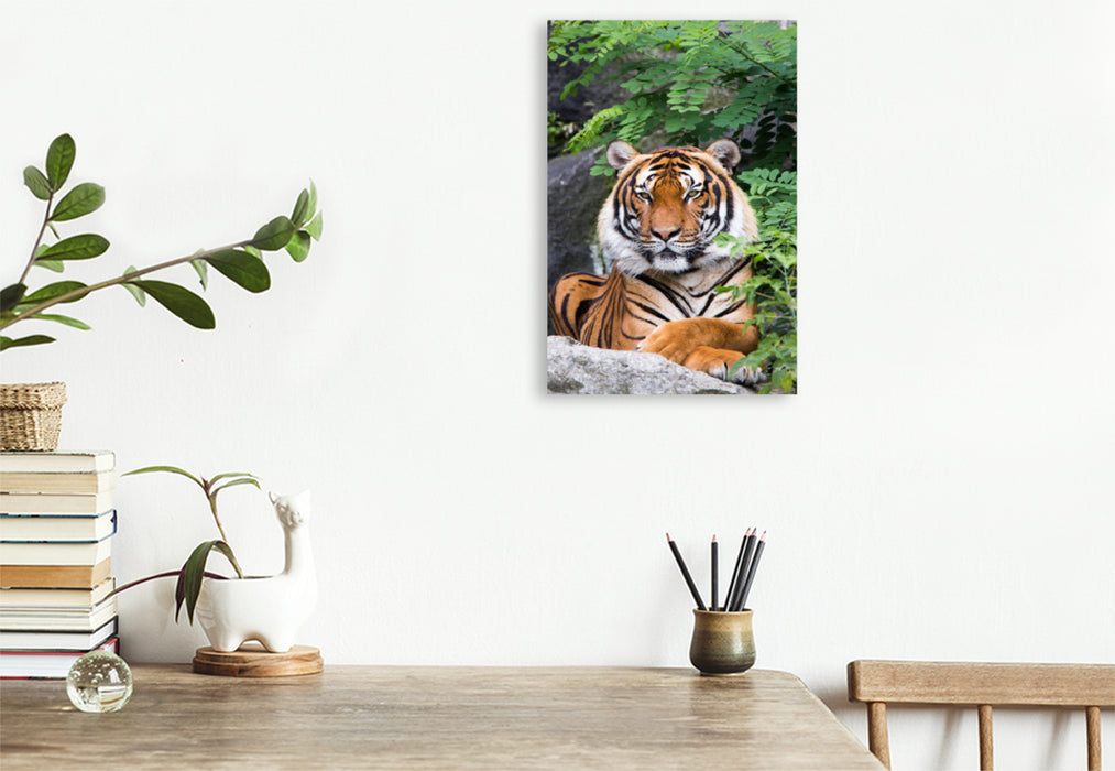 Premium Textil-Leinwand Premium Textil-Leinwand 50 cm x 75 cm hoch Ein Motiv aus dem Kalender Der Tiger - ein gestreifter Jäger