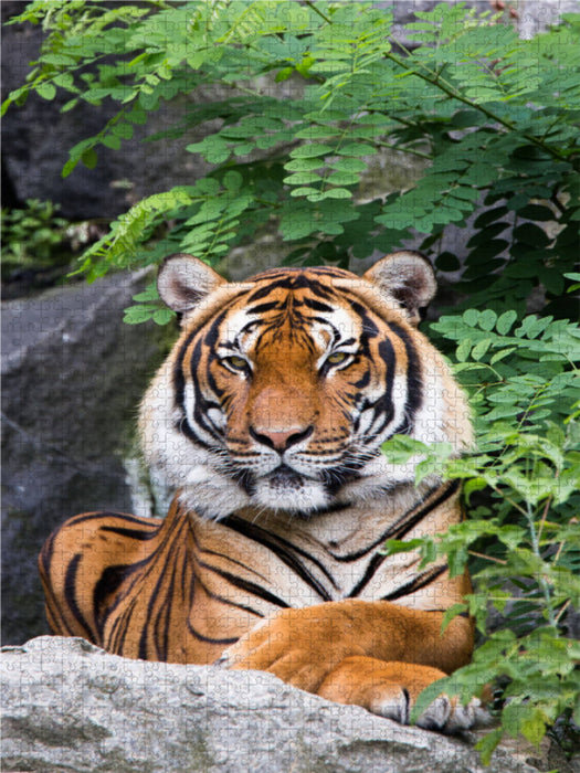 Ein Motiv aus dem Kalender Der Tiger - ein gestreifter Jäger 1000 Teile Puzzle hoch - CALVENDO Foto-Puzzle'