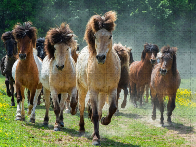 Free-roaming Icelandic horses - CALVENDO photo puzzle 