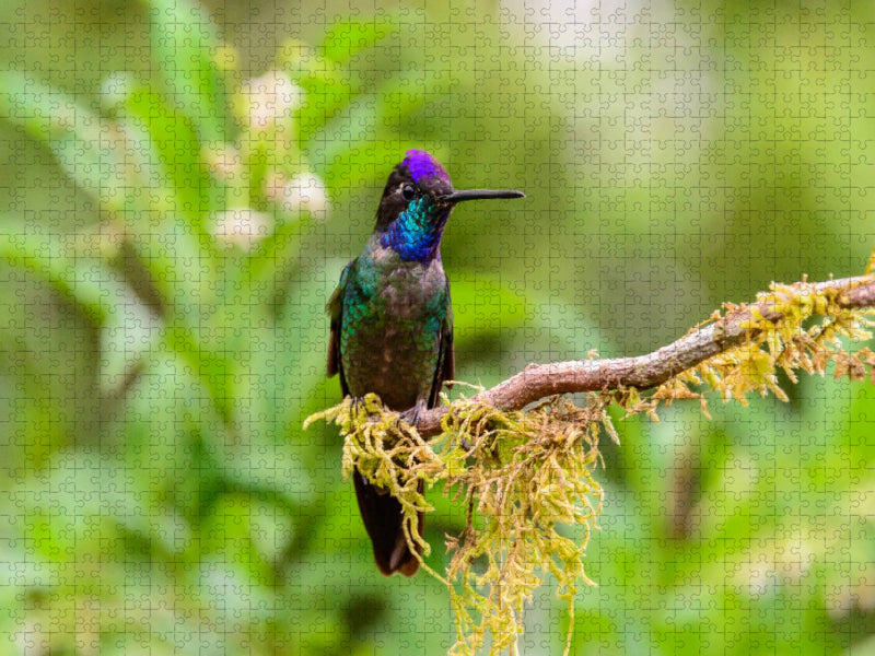 Violettkron-Brillantkolibri, Costa Rica - CALVENDO Foto-Puzzle'
