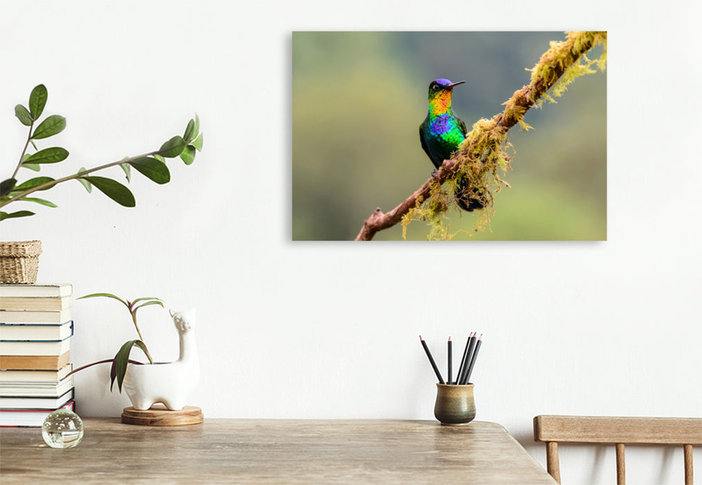 Premium textile canvas Premium textile canvas 120 cm x 80 cm landscape fire-throated hummingbird 