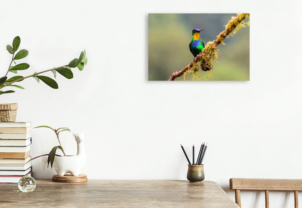 Premium textile canvas Premium textile canvas 120 cm x 80 cm landscape fire-throated hummingbird 