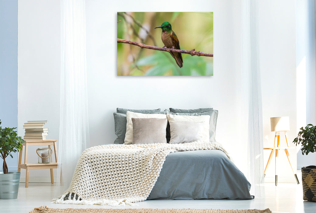 Premium textile canvas Premium textile canvas 120 cm x 80 cm landscape Brown-bellied Brilliant Hummingbird, Ecuador 