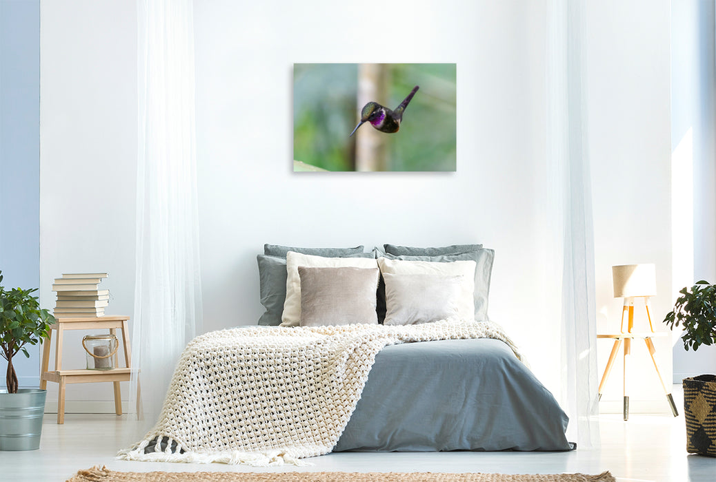 Premium textile canvas Premium textile canvas 120 cm x 80 cm landscape Purple-throated Star Hummingbird in whirring flight, Ecuador 