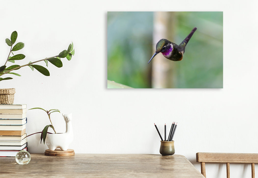 Premium textile canvas Premium textile canvas 120 cm x 80 cm landscape Purple-throated Star Hummingbird in whirring flight, Ecuador 
