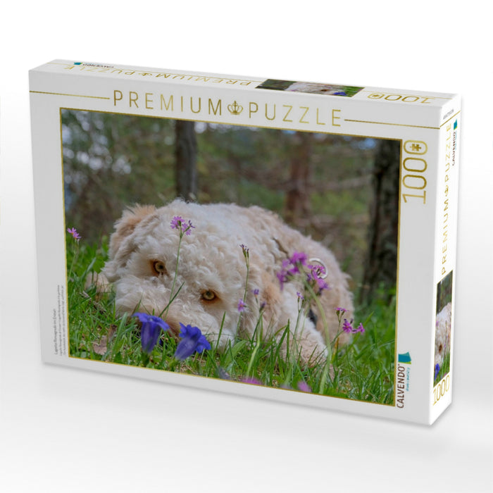 Lagotto Romagnolo im Enzian - CALVENDO Foto-Puzzle'