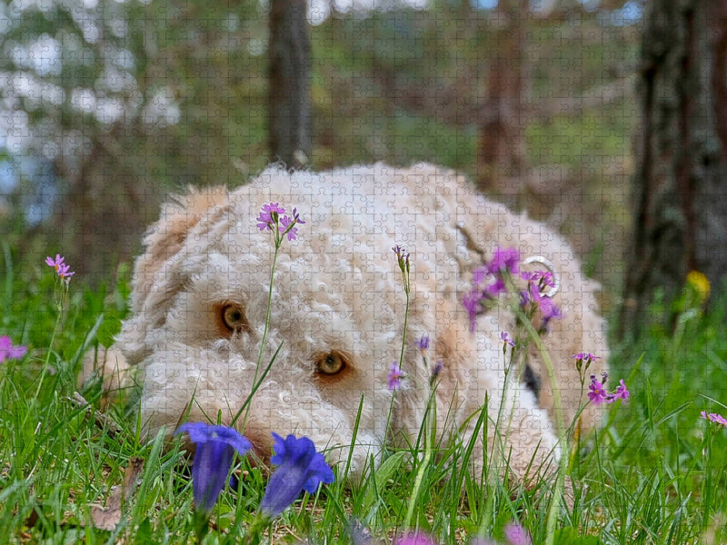 Lagotto Romagnolo im Enzian - CALVENDO Foto-Puzzle'