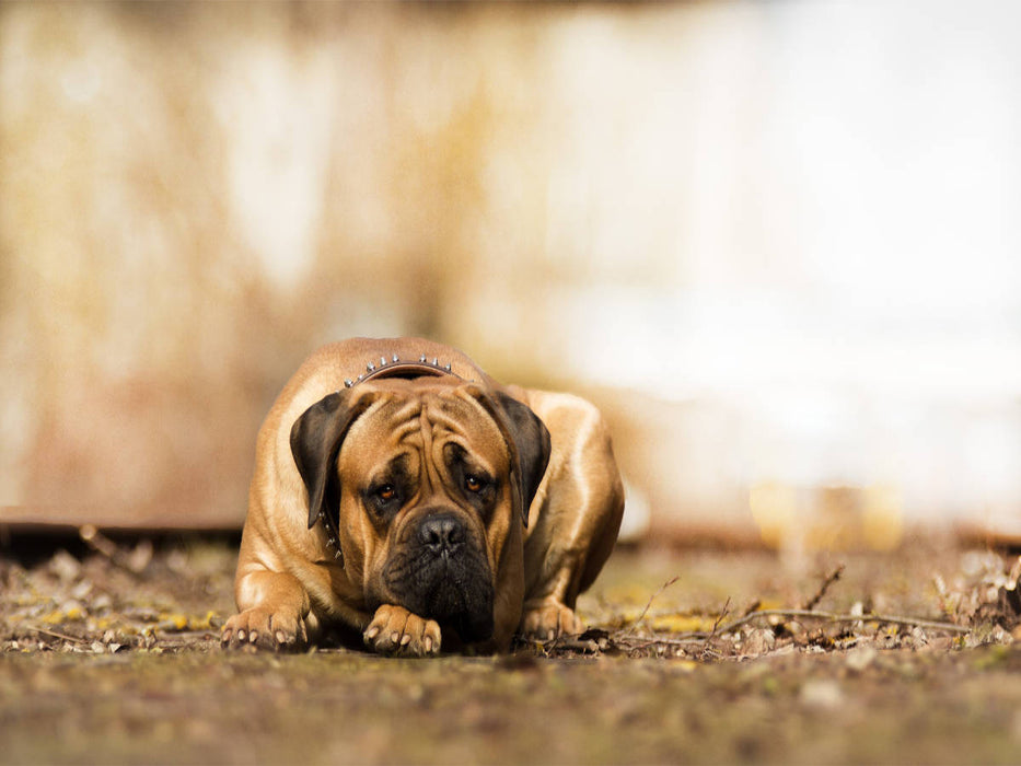 Ivor - CALVENDO Foto-Puzzle'