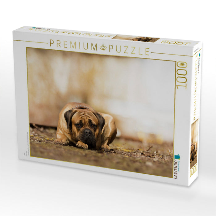 Ivor - CALVENDO Foto-Puzzle'