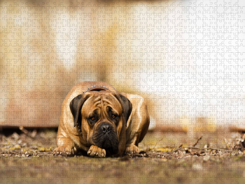 Ivor - CALVENDO Foto-Puzzle'