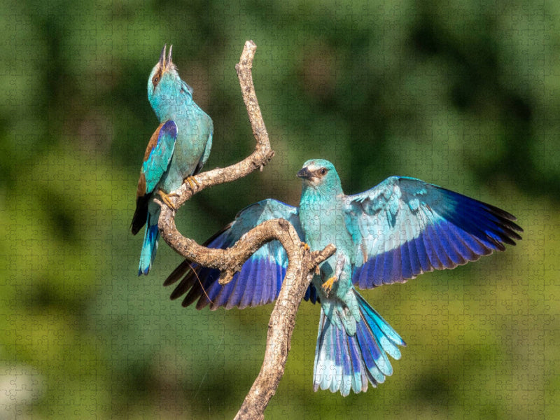 Blauracken - CALVENDO Foto-Puzzle'