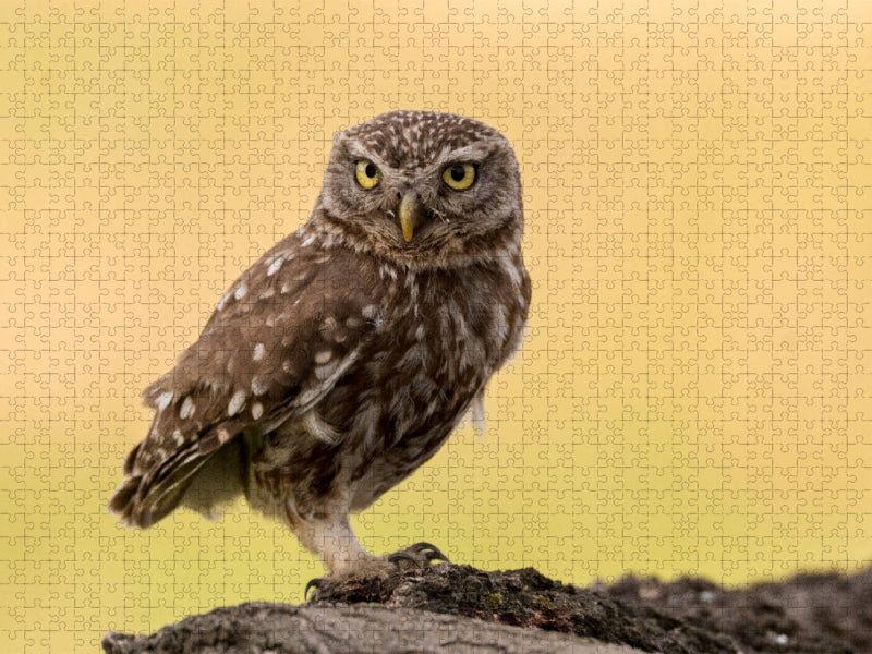 Steinkauz - CALVENDO Foto-Puzzle'
