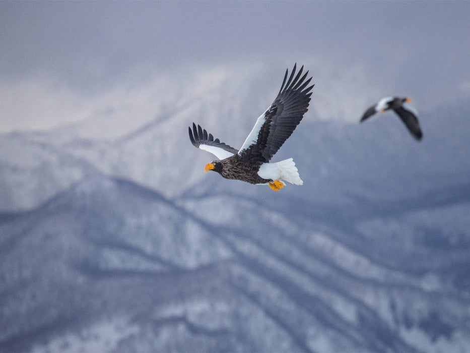 Riesenseeadler - CALVENDO Foto-Puzzle'