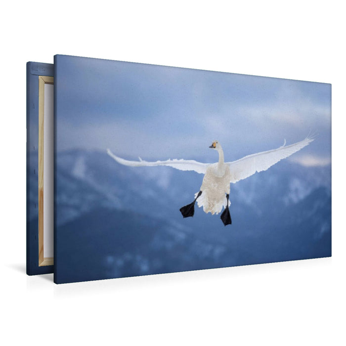 Premium textile canvas Premium textile canvas 120 cm x 80 cm landscape whooper swan 