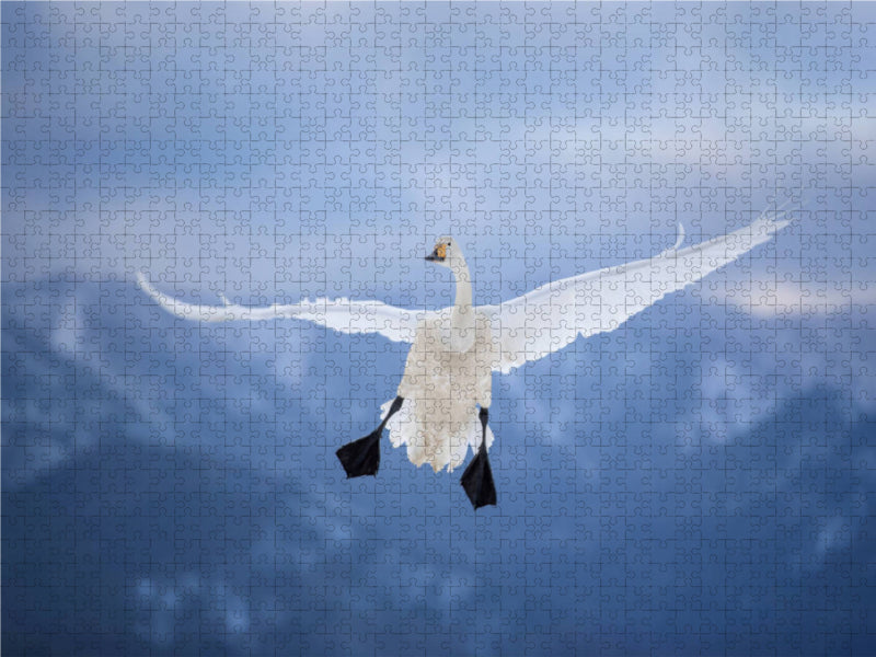 Singschwan 1000 Teile Puzzle quer - CALVENDO Foto-Puzzle'