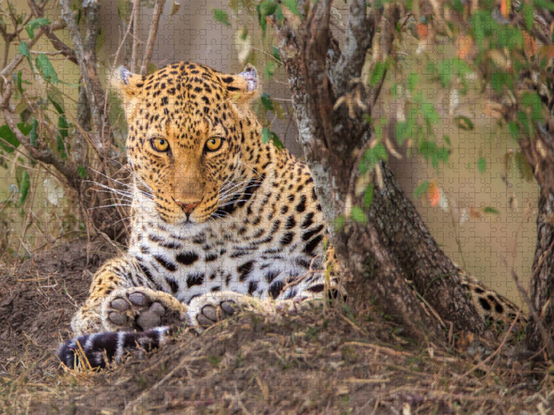 Leopardin - CALVENDO Foto-Puzzle'