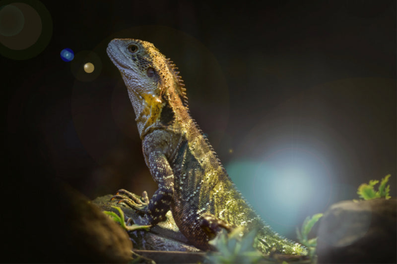 Premium Textil-Leinwand Wasseragame