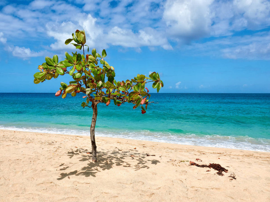 Karibischer Strand auf Grenada - CALVENDO Foto-Puzzle'