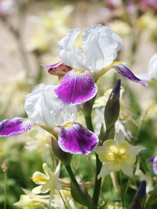 Iris in Begleitung von Akeleien - CALVENDO Foto-Puzzle'