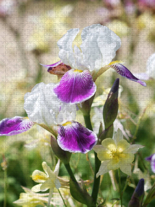 Iris in Begleitung von Akeleien - CALVENDO Foto-Puzzle'