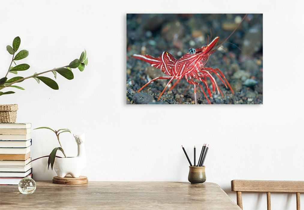 Premium textile canvas Premium textile canvas 120 cm x 80 cm landscape dancing shrimp 