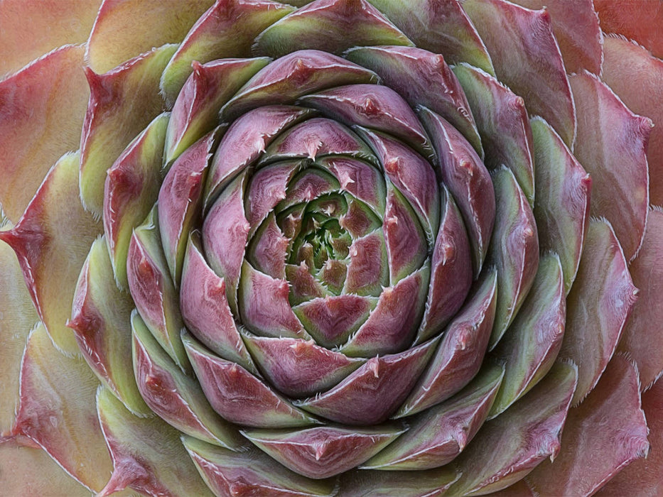 Ein Motiv aus dem Kalender Sukkulenten Galerie - CALVENDO Foto-Puzzle'