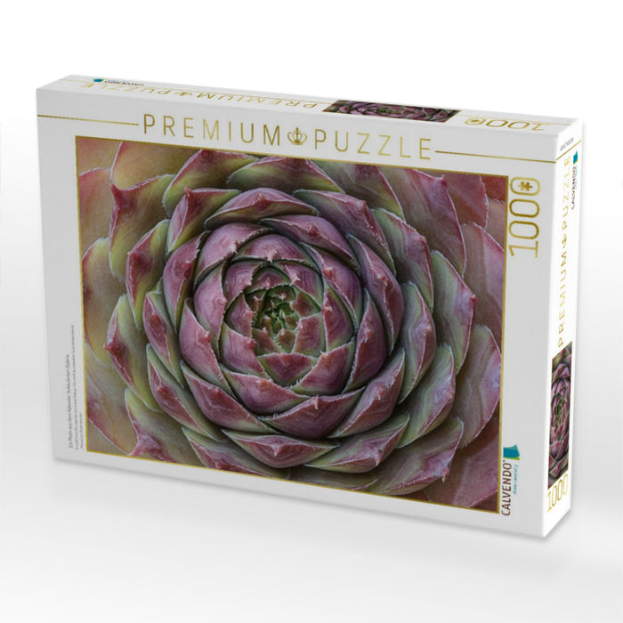Ein Motiv aus dem Kalender Sukkulenten Galerie - CALVENDO Foto-Puzzle'